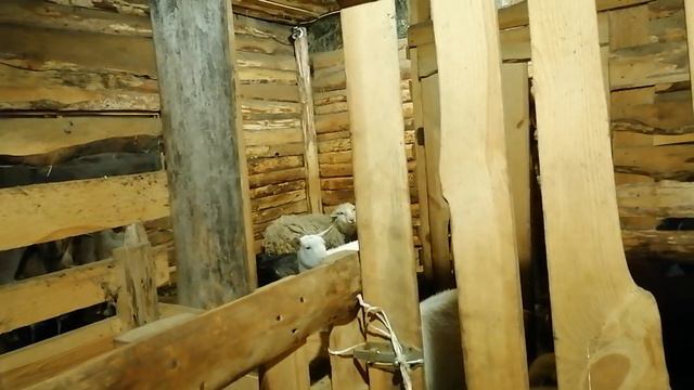 Новые козы и видео наблюдение в сарае🐐🐄 смотреть онлайн