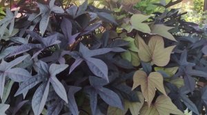 Посадите это растение не пожалеете.Ипомея Батат. Супер лиана. Растет как на солнце так и в тени.