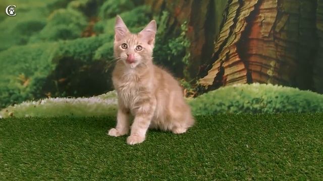 Видео котенка мейн-кун, кремовый солид, Marmalade Grey Claw`s в 3 месяца http://coonplanet.ru/ смотреть онлайн