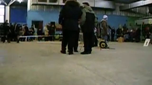 монопородная выставка в г. Алексадрово 20.11.2010 смотреть онлайн