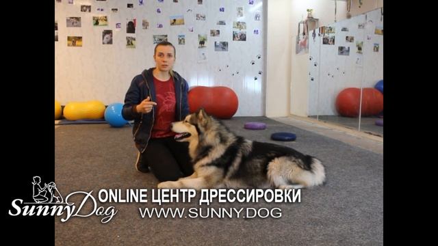 Как маламуты относятся к детям? Аляскинский маламут - это собака для ребенка? смотреть онлайн