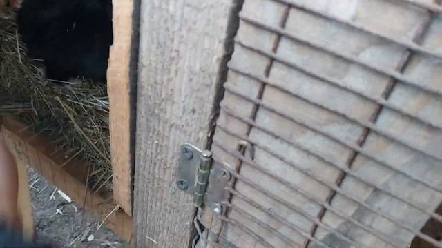 Нутрия домашнее содержание. Попытка к побегу. смотреть онлайн