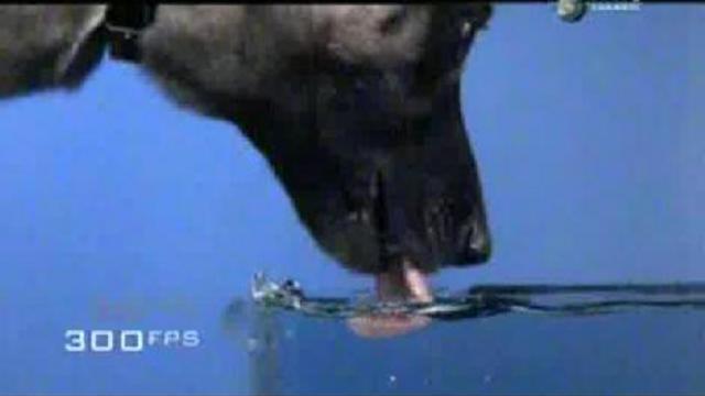 Как пьёт собака