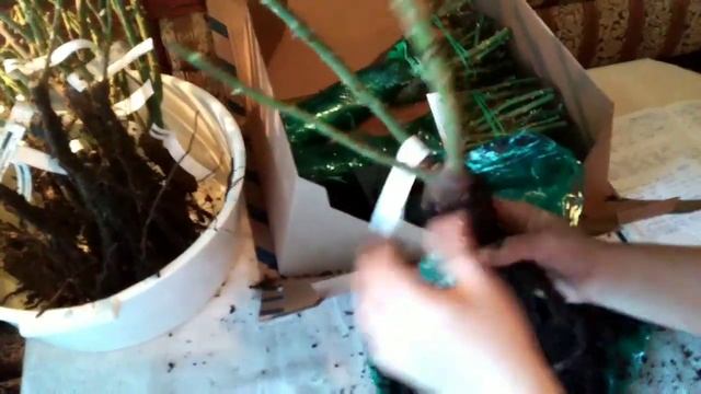 Посылка с розами из питомника Элит! Краснодарский край! смотреть онлайн