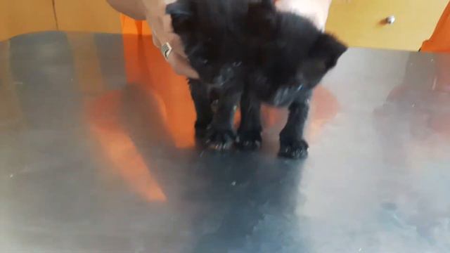 Бездомные котята ищут дом Лимассол Кипр 15 06 2017 смотреть онлайн
