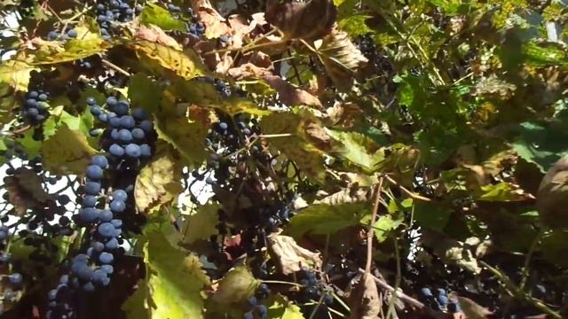 Правильная обрезка винограда винного и не винного. Не как, а когда. смотреть онлайн