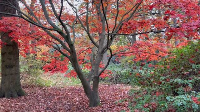 Places to Visit in London - Richmond Park Londra turu - 4K смотреть онлайн