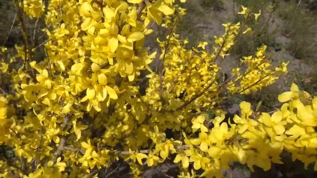 Forsythia intermedia Weekend смотреть онлайн