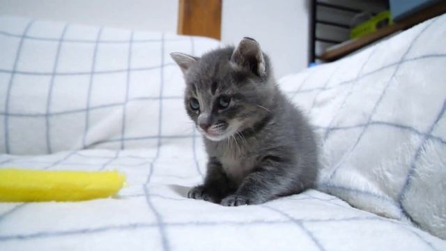 子猫がおじさんに上目遣いで遊ぼうと誘いに来る。モグタンとクマタンの成長記録まとめ17【赤ちゃん猫　保護猫】 смотреть онлайн