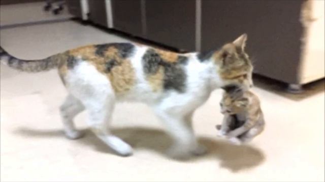 Бездомная кошка принесла своего котенка в больницу, просить о помощи людей... смотреть онлайн