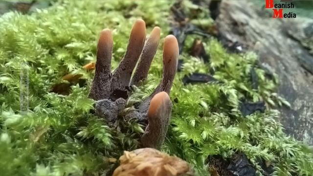 Fungi copies Human body parts! @beanishmedia #finger #ear #foot #hand #creepy #creepyfungi смотреть онлайн
