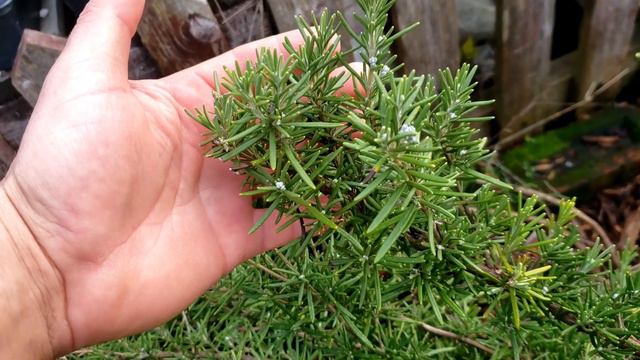 Do Not Prune Your Plants This Fall!  (2019)