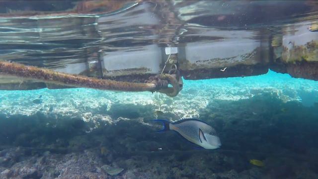 Sharm El Sheikh 2019 Reef Oasis Beach Travel #1 смотреть онлайн