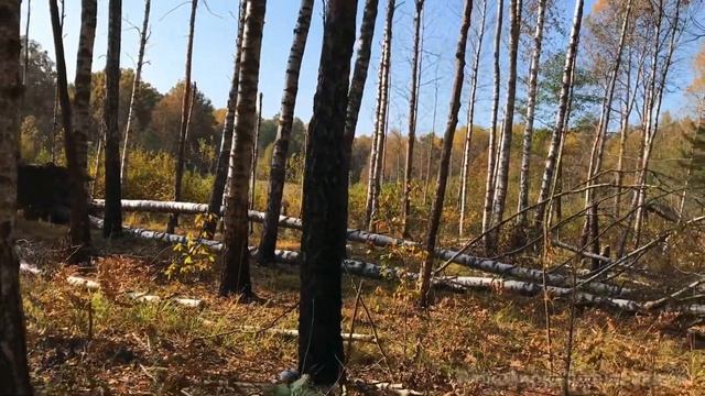 Тур грибоедов в золотой лес. Полно чернушек, красных опят и других грибов смотреть онлайн