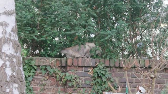 Невский маскарадный кот Тучкин защищает свою территорию.. смотреть онлайн