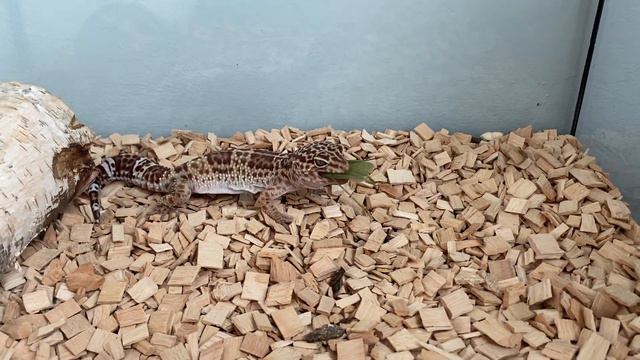 Gekon Vs Pasikonik Zielony