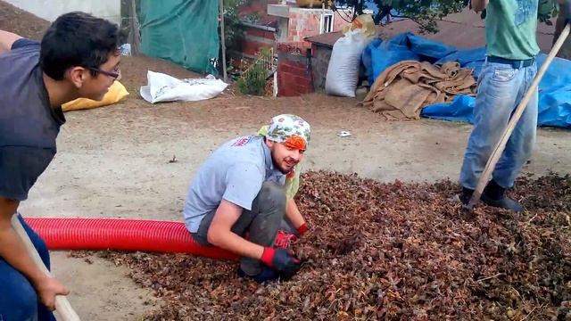 Очистка фундука фермерами Турции ч.2 смотреть онлайн