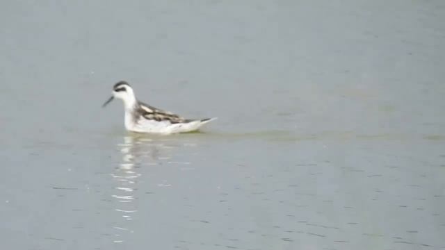 Круглоносый плавунчик - Phalaropus lobatus смотреть онлайн