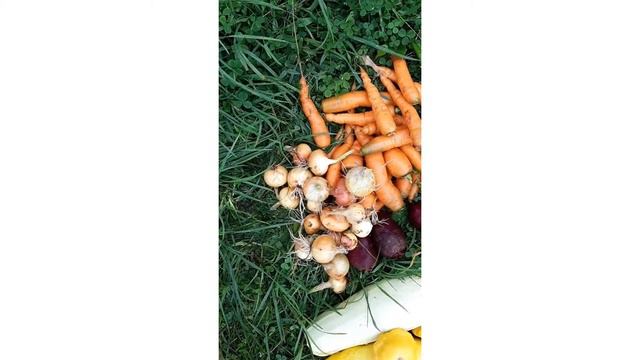 Наш урожай с огорода l Зайцы атакуют Our harvest from the garden l Hares attack смотреть онлайн