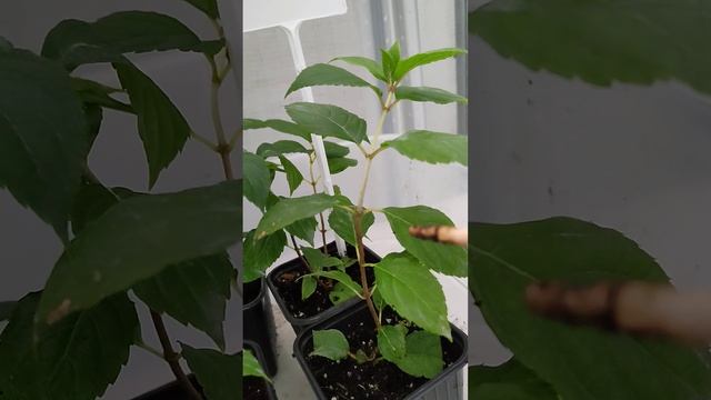 Черенки метельчатой гортензии сами готовятся к зиме. Природа все продумала и позаботилась. 24.10.23 смотреть онлайн