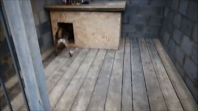 Строительство приюта 19 12 2018 смотреть онлайн
