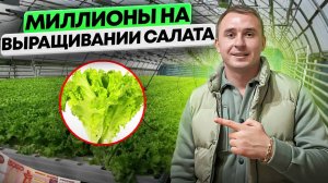 Выращивание салата в теплице. Зелень на гидропонике