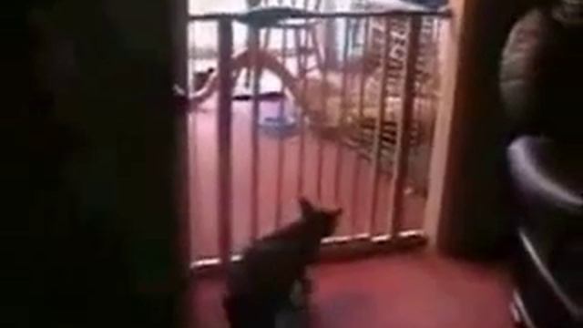 Забавные животные смотреть онлайн