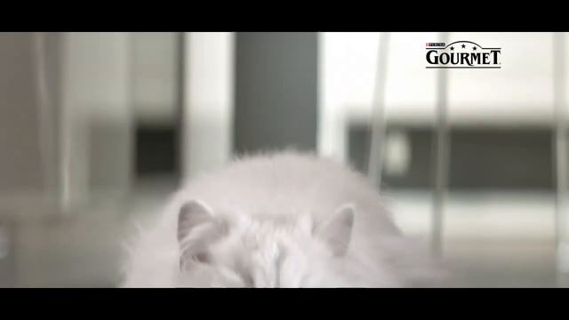 Корм Gourmet Perle® - изысканное угощение на каждый день. смотреть онлайн