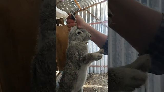 КАК КРИЧИТ ЗАЯЦ / HOW THE HARE SCREAMS IN RUSSIA! смотреть онлайн