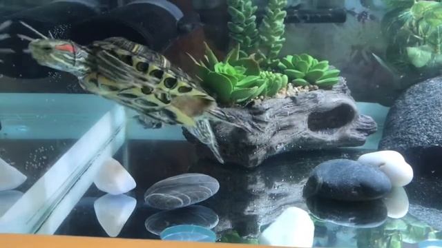 Аквариум для красноухой черепахи. Обустройство. смотреть онлайн