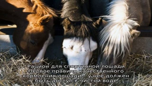 Тонкости кормления лошадей смотреть онлайн