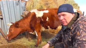 Какова стоимость коровы у Бажениты сколько стоит корова цена