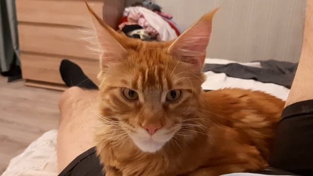 Жизнь Рыжего Мейн-кун.(10) смотреть онлайн