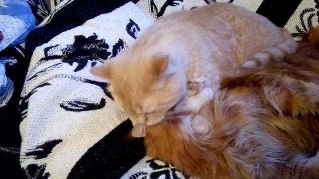Мейн кун и британец- любовь навеки ))) смотреть онлайн
