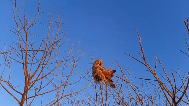 Бородатая неясыть смотреть онлайн