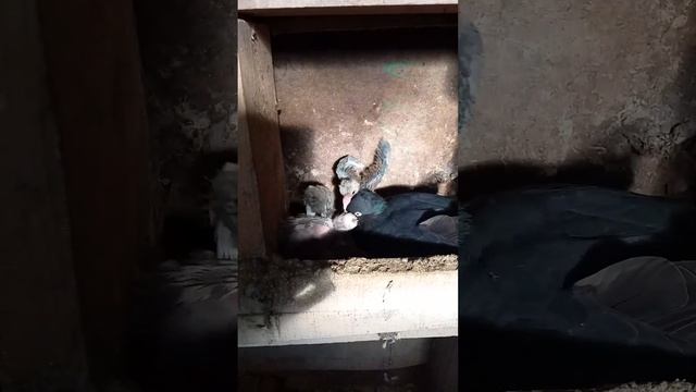 Забота о потомстве... смотреть онлайн