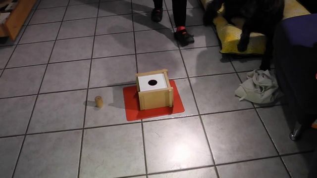 Falco plays with the Dog Box (a Nina Ottosson game) смотреть онлайн