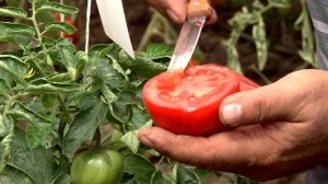 ? Сорт Томата Снежный барс - ТО, О ЧЕМ ВЫ НЕ ЗНАЛИ