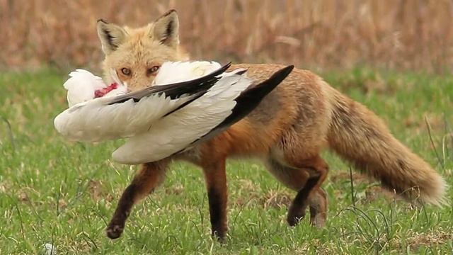 Алексей Мандельштам -  Гордыня (Мираж)