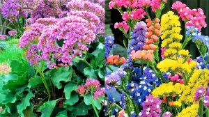 Самые засухоустойчивые садовые цветы многолетники. Цветы для солнечных мест