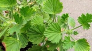 Тонкости и способы  размножения королевской герани в домашних условиях.