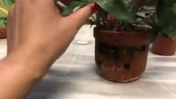 Dendrobium speciosum