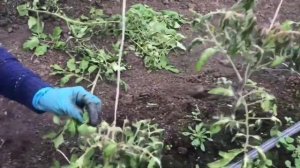 Замёрзли помидоры| спасаем помидоры