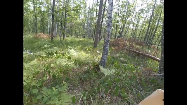 Грибы..Где собирать белые грибы часть 2.