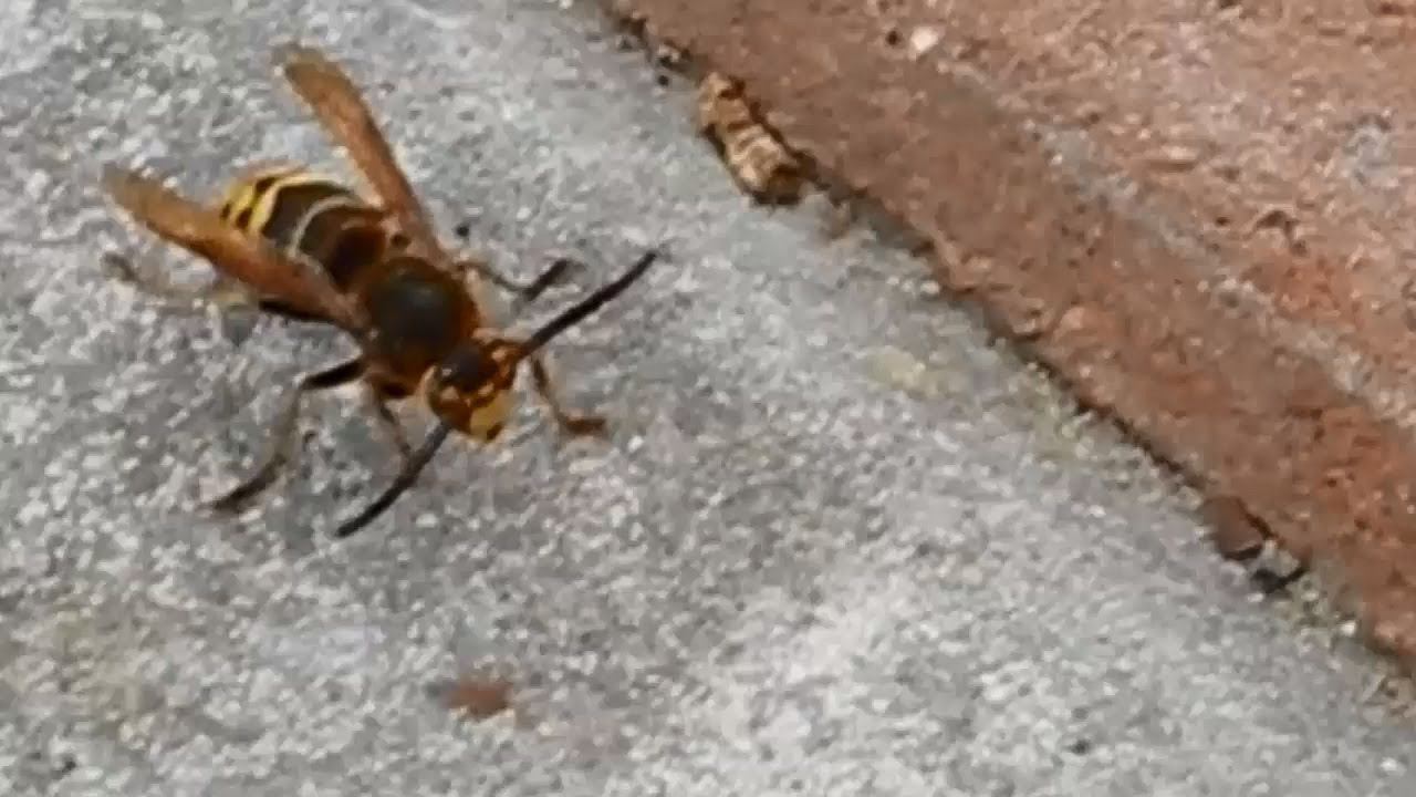 Сами облицовываем свое крыльцо плиткой ч.8 смотреть онлайн