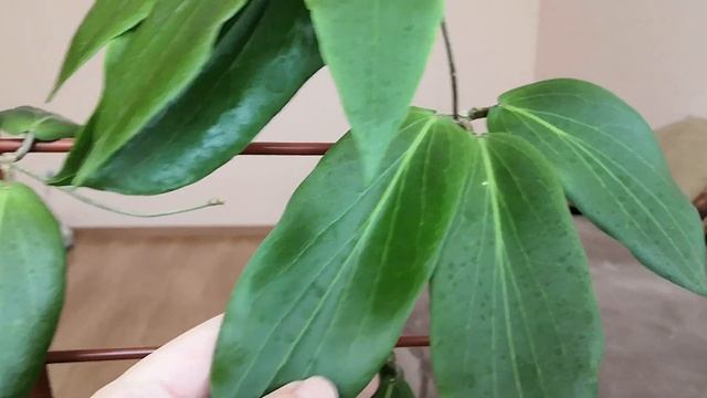 Хойи с шикарными листьями?? Erythrostemma Ut-049, Erythrina, Benguetensis. смотреть онлайн