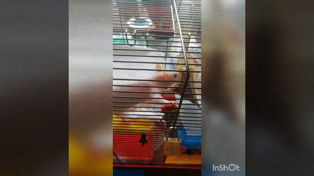 Крыса Сфинкс непоседа//Rat Sphinx смотреть онлайн