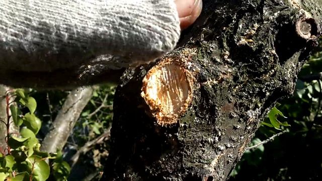 ? СНИЖЕНИЕ ВЫСОТЫ плодовых деревьев на примере ? АБРИКОСА. Уменьшение высоты и диаметра кроны. смотреть онлайн