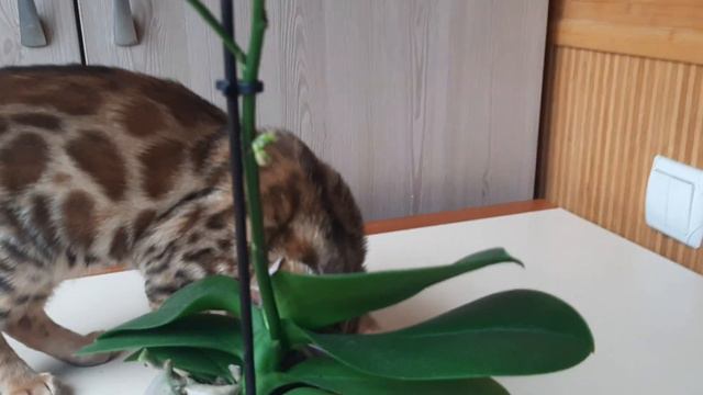 Не срезайте цветонос и он вас может порадовать. Мини фаленопсис. Орхидея уход смотреть онлайн