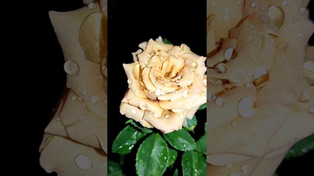 Тоффи смотреть онлайн